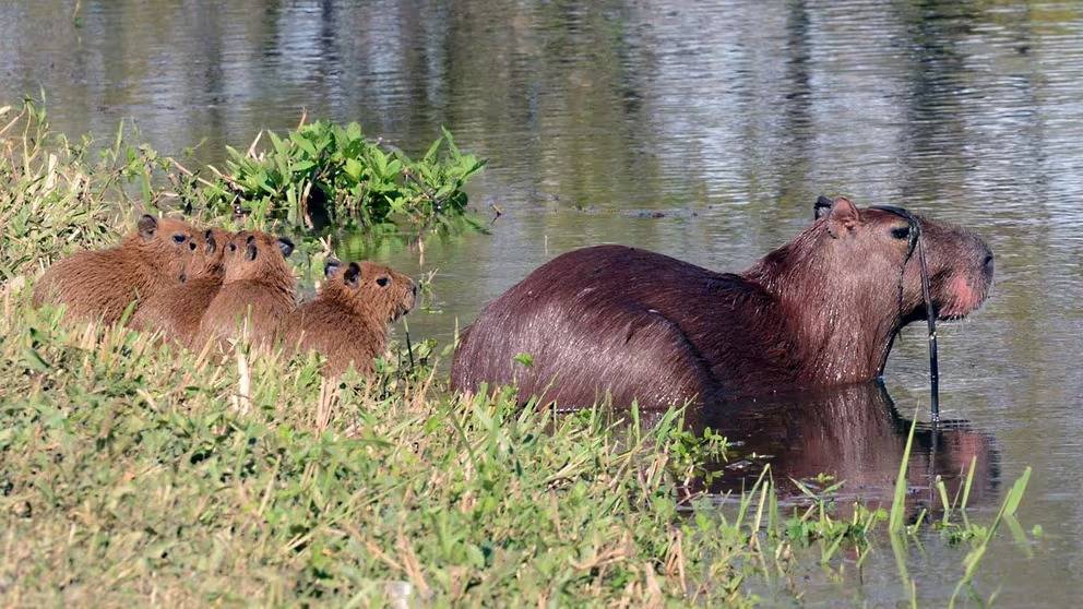 Tigre: Denuncian que un vecino disparó a carpinchos en un barrio de Nordelta